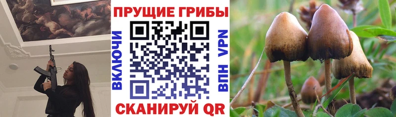 omg   Солигалич  Галлюциногенные грибы Psilocybe 